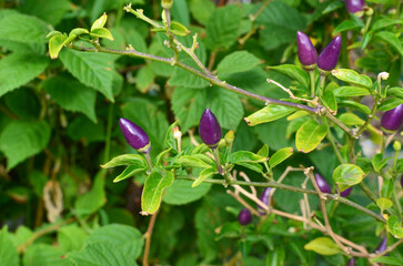 ripe hot pepper.a bush of hot pepper.farm product.