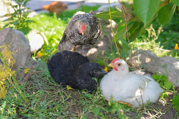 colorful chickens are resting in the shade of a tree.