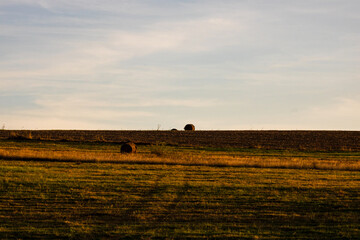 Obraz premium Golden hay bales. Agricultural parcels of different crops and hay roll