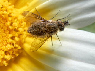 Bee fly on a flower. Genus Moscas género Conophorus.