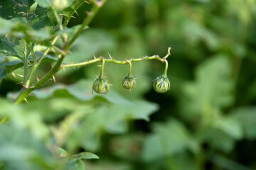 スイカのような縞模様をつけたワルナスビの未成熟な小さい果実