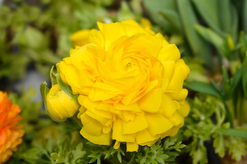 Fototapeta premium Persian buttercup
