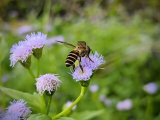 bees looking for flower nectar Ageratum conyzoides