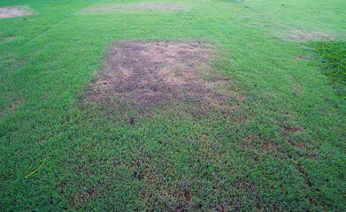 Green grass and some dry areas need maintaining, lawn in bad condition.