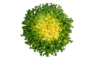 Endyve or frisee or cichorium endivia salad head top view isolated transparent png - obrazy, fototapety, plakaty