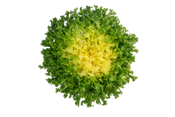 Endyve or frisee or cichorium endivia salad head top view isolated transparent png