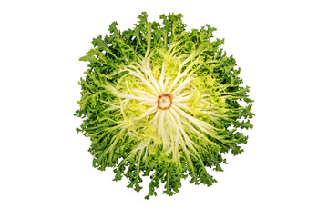 Cichorium endivia or endyve or frisee salad head back side isolated transparent png