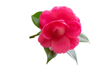 Fototapeta premium Bright pink camellia branch with flower and glossy leaves isolated transparent png
