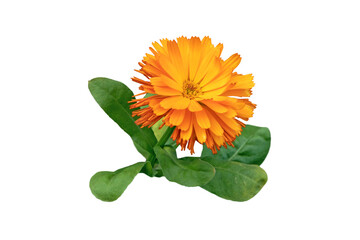 Calendula officinalis or pot marigold or ruddles bright yellow flower and leaves isolated...