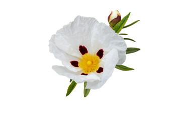 Labdanum or gum rockrose flower isolated transparent png. Cistus ladanifer. - obrazy, fototapety, plakaty