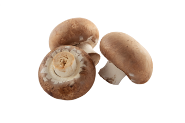 Three brown champignons or portobello mushrooms isolated transparent png.
