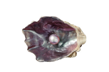 Shiny pearl in the purple iridescent oyster shell isolated transparent png