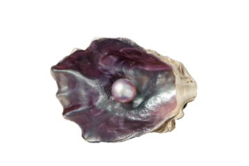 Shiny pearl in the purple iridescent oyster shell isolated transparent png