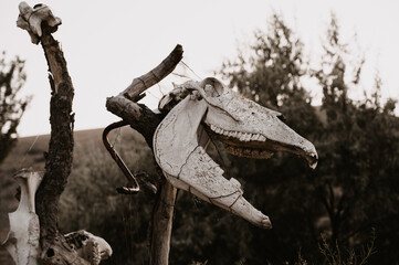 A creepy and frightening animal skull on a stick. Wildlife. Halloween