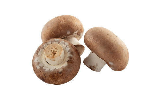 Three brown champignons or portobello mushrooms isolated transparent png.