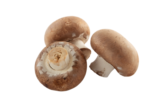 Three brown champignons or portobello mushrooms isolated transparent png.