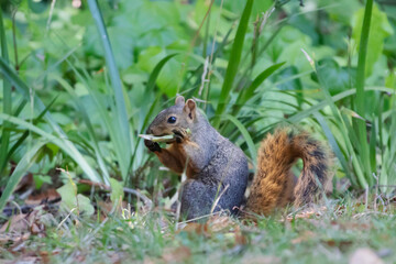 Naklejka na ściany i meble A ground Squirrel making its rounds in the garden