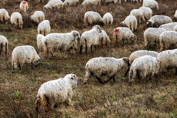 Fototapeta premium Flock of sheep and lambs in the field