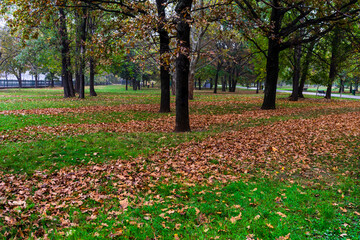 Autumn scenery with alley of fall leaves