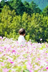 コスモス畑の中に佇む白い服を着た幼児の後ろ姿
