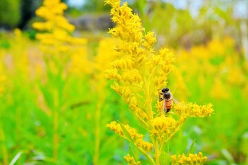 セイタカアワダチソウの黄色い花の花粉を集める一匹の蜜蜂