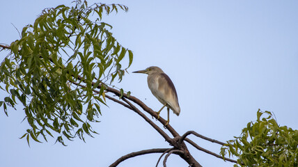 Indian pond heron perched on a tree branch