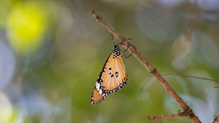 Butterfly on a tree branch