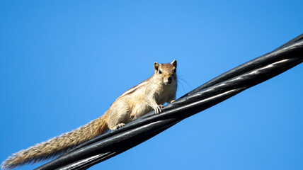 squirrel on a electric wire