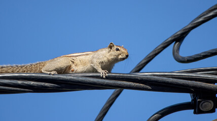squirrel on an electric wire