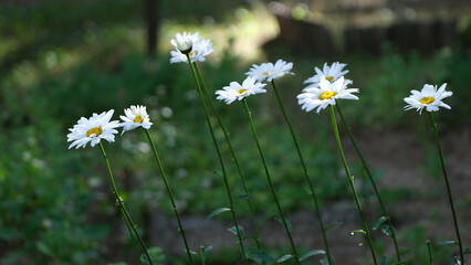 Bunch of daisies in the grass