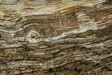 Texture, wood close up. Cracks along the inside of a tree trunk