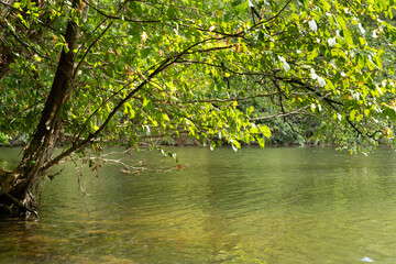 Beautiful Lake in the woods with tree and leaves in foreground