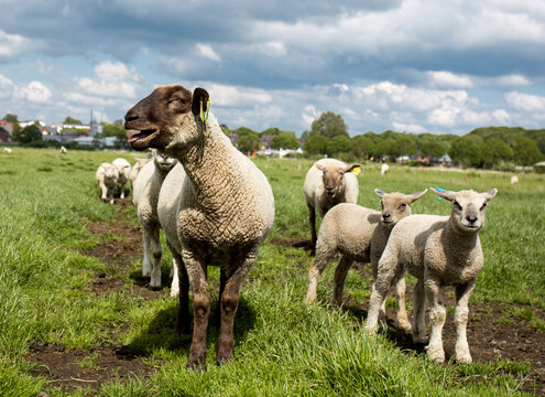 sheep with lambs in a pasture in germany