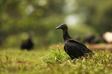 The black vulture is a scavenger and feeds on carrion. Coragyps atratus. WSildlife Costa Rica