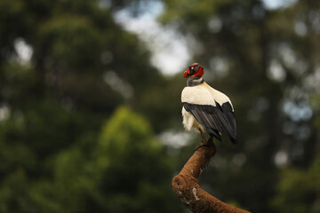 King Vulture (Sarcoramphus Papa) on a Branch, San Pedrillo, Corcovado, Costa Rica.King Vulture, is the most strikingly colored bird in vulture family