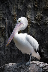 Adult pelican bird enjoying the day standing on a rock