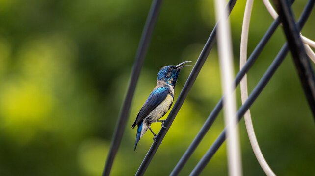 Beautiful Male purple sunbird in its eclipse plumage perched on a wire