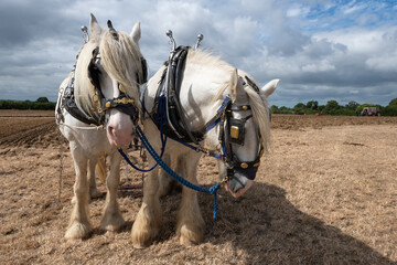 Two Shire horses in a field ready to go ploughing
