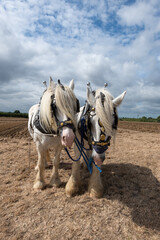 Shire horses ready to plough a field