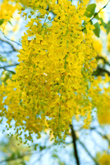 Golden shower tree,yellow flower wreath Flowering during the dry season in Thailand, Laos, Southeast Asia.