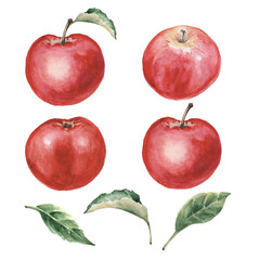 Watercolor set of red apples and leaves