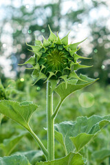 Sunflower bud in a field on a sunny day.Beautiful summer background
