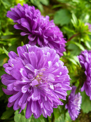 chrysanthemum flower