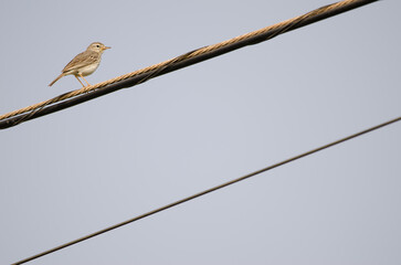 Berthelot's pipit Anthus berthelotii on a electric cable. San Lorenzo. Las Palmas de Gran Canaria. Gran Canaria. Canary Islands. Spain.