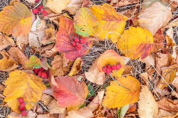 Autumn leaves and berries of hawthorn lie on the ground in the park.Autumn background