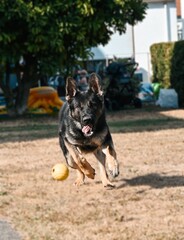 dog playing with ball