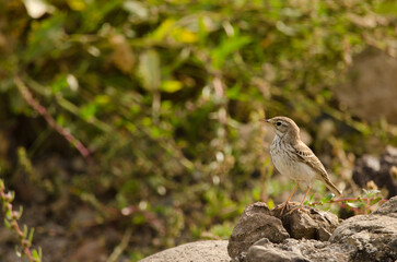 Berthelot's pipit Anthus berthelotii. San Lorenzo. Las Palmas de Gran Canaria. Gran Canaria. Canary Islands. Spain.