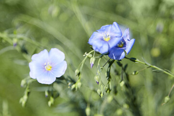 Blue flax flower. Flax blossom