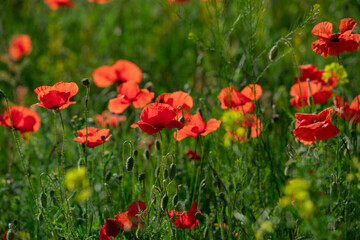 Field of poppy flowers papaver rhoeas in spring.