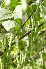 Green bean pods. Bean plant